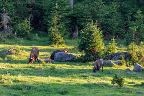 Gemeinde Neuschönau Landkreis Freyung-Grafenau Tierfreigelände Wisente (Dirschl Johann) Deutschland FRG